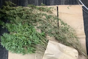 Police Seize Cannabis Plants