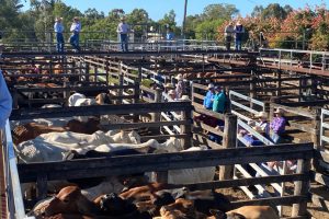 Store Cattle Prices Stay Firm