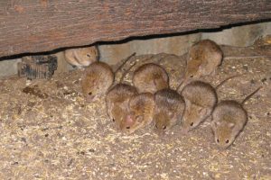 Growers Warned To Check For Mice