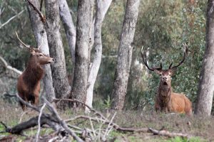Have Your Say On Deer