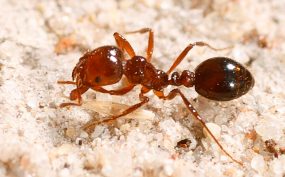 Fire Ants Found At Oakey