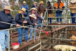 Cattle Prices Stay Sky-High