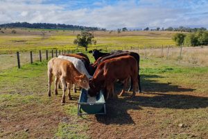 Tenders Open For Grazing Projects