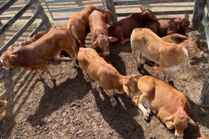 Cattle Market Remains Strong