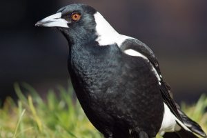 Magpie Relocation Plan Axed