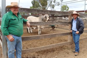 Cattle Continue Record Run