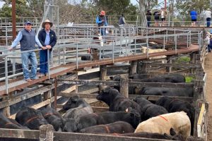 Demand For Cattle Stays Strong