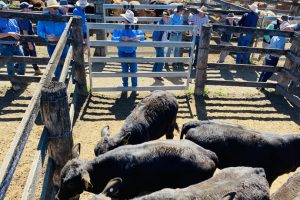 Heavy Bulls Top $3350 At Murgon