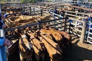 Market Remains Fully Firm