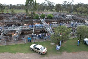 Good Prices For Weaners