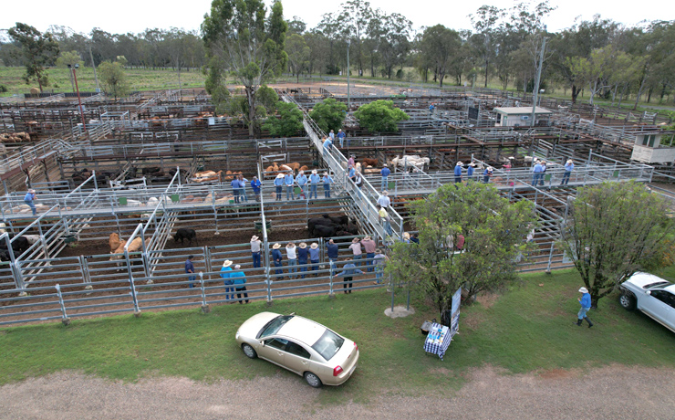 Good Prices For Weaners