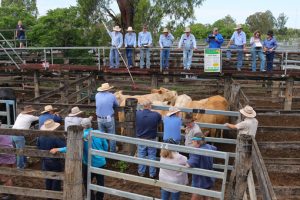 Weaner Steers Rise To $7.15/kg