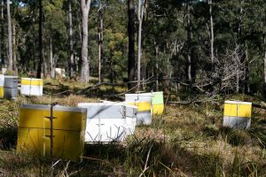 Reprieve To 2044 For Beekeepers