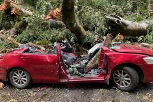 Falling Branch Crushes Driver