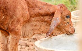 Lumpy Skin Detected In Bali