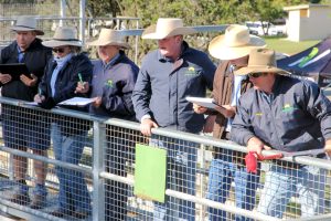 Cattle Prices Continue To Dip