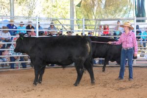 Strong Demand For Angus