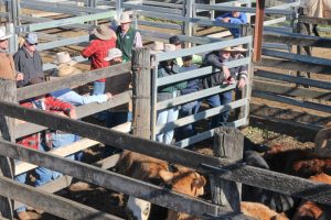 Dearer Rates At Murgon Sale