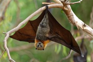 Warning Over Bat Lyssavirus