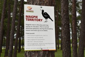 Council Responds To Magpie Threats