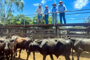 Cattle Prices Crash To 2019 Levels