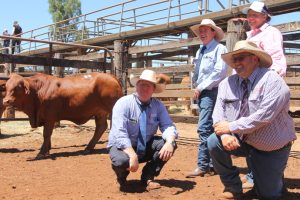 Droughtmasters Draw Top Prices