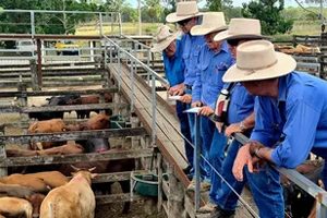 Almost 700 Yarded At Murgon