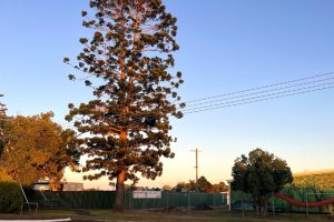 Council To Consult On Historic Tree