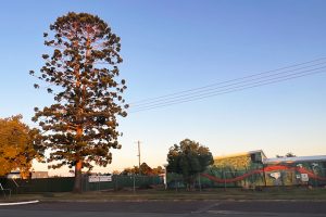 Murgon Tree Gets Thumbs-Up
