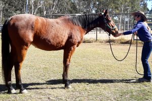 Second Life For Ex-Racehorses