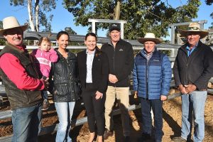 New Saleyard Pens Go Into Action