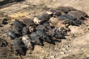 BMRG Project Targets Feral Pigs