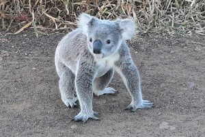 Competition Seeks Koala Sightings