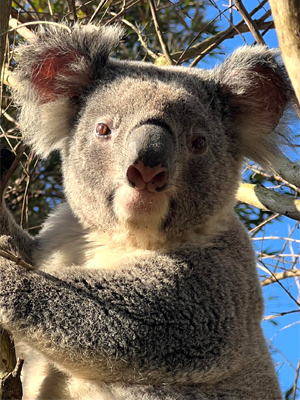 Competition Seeks Koala Sightings 