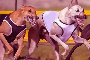 Greyhound Trainer Before Inquiry