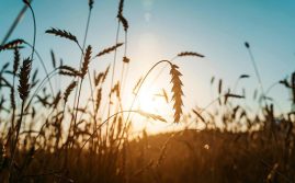 Ag ‘To Ease’ After Record Year