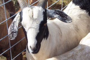 Goat Meat Production Takes Off