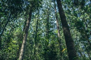 Picnic Area Temporarily Closed