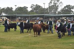 Dexters Back Again At Nanango