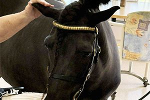 Tucker Hoofs It To Say Hello