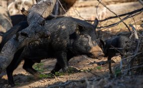 Draft Plan To Target Feral Pigs