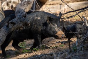 Feral Pigs Linked To Bunya Dieback