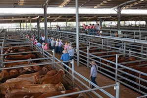 Record Yarding At Dalby