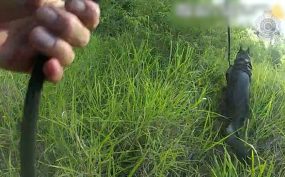 Two Arrested Near Blackbutt