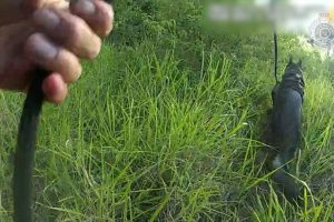 Two Arrested Near Blackbutt