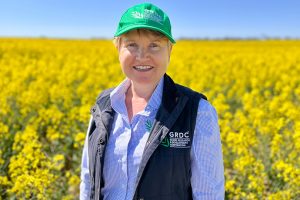 GRDC Targets Soil-Borne Diseases