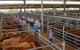 Almost 300,000 Head Sold At Dalby