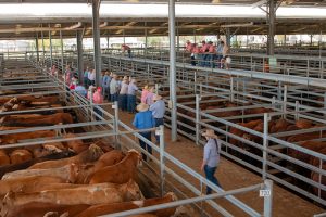 New Tick Fee at Dalby Saleyards